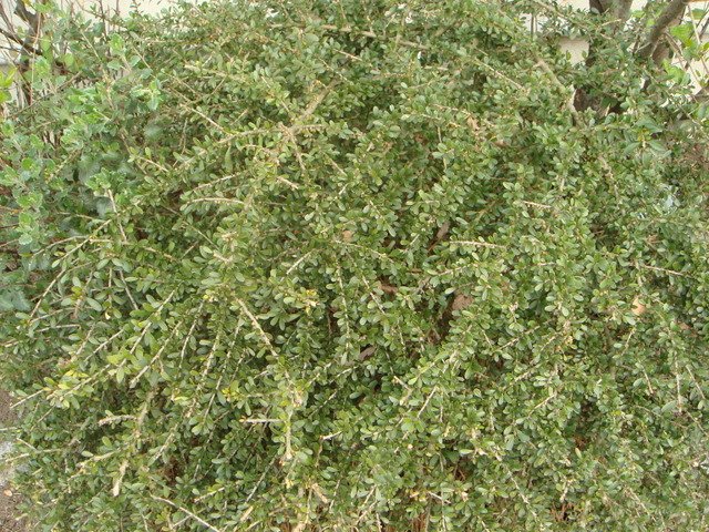 Hymenanthera crassifolia = Melycitus crassifolius P17